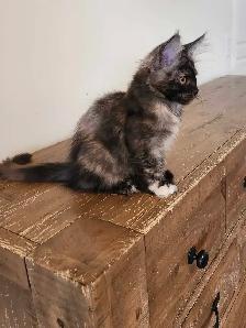 PURE BREED MAINE COON KITTENS - Photo 5