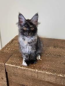 PURE BREED MAINE COON KITTENS - Photo 6