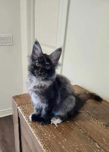 PURE BREED MAINE COON KITTENS - Photo 7
