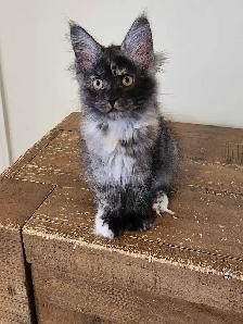 PURE BREED MAINE COON KITTENS - Photo 8