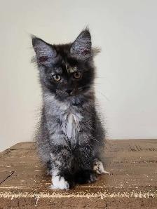 PURE BREED MAINE COON KITTENS - Photo 9