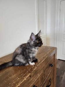 PURE BREED MAINE COON KITTENS - Photo 10