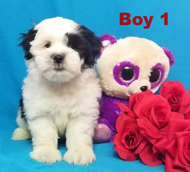 ❤Our Morkie and Morkie/Shih Tzu Puppies❤