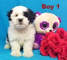 ❤Our Morkie and Morkie/Shih Tzu Puppies❤