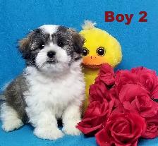 ❤Our Morkie and Morkie/Shih Tzu Puppies❤ - Photo 2