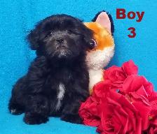 ❤Our Morkie and Morkie/Shih Tzu Puppies❤ - Photo 3