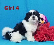 ❤Our Morkie and Morkie/Shih Tzu Puppies❤ - Photo 4
