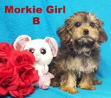 ❤Our Morkie and Morkie/Shih Tzu Puppies❤ - Photo 5