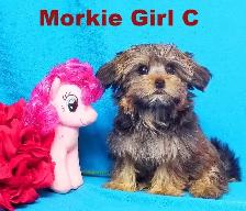 ❤Our Morkie and Morkie/Shih Tzu Puppies❤ - Photo 6