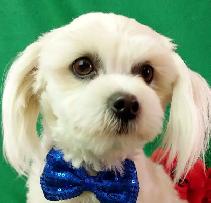 ❤Our Morkie and Morkie/Shih Tzu Puppies❤ - Photo 7