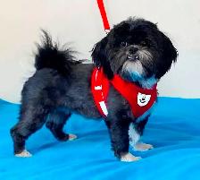 ❤Our Morkie and Morkie/Shih Tzu Puppies❤ - Photo 8