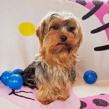 ❤Our Morkie and Morkie/Shih Tzu Puppies❤ - Photo 9