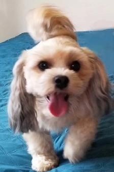 ❤Our Morkie and Morkie/Shih Tzu Puppies❤ - Photo 10