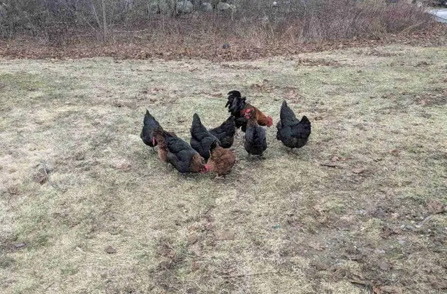Black Copper Marans chickens