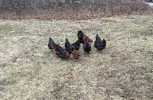 Black Copper Marans chickens