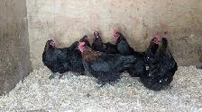 Black Copper Marans chickens - Photo 2