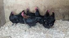 Black Copper Marans chickens - Photo 3