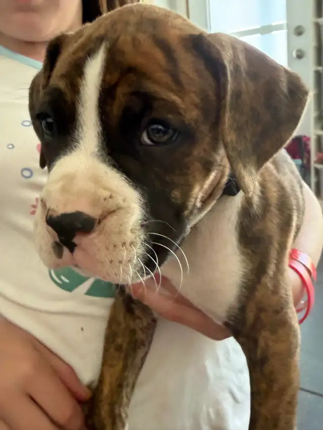 Chiots Boxer