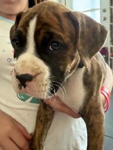 Chiots Boxer