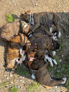 Chiots Boxer - Photo 2