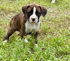 Chiots Boxer - Photo 3