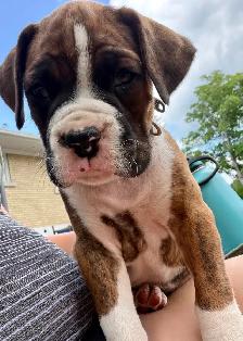 Chiots Boxer - Photo 4