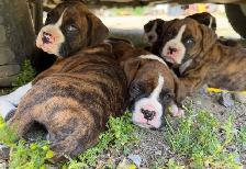 Chiots Boxer - Photo 5