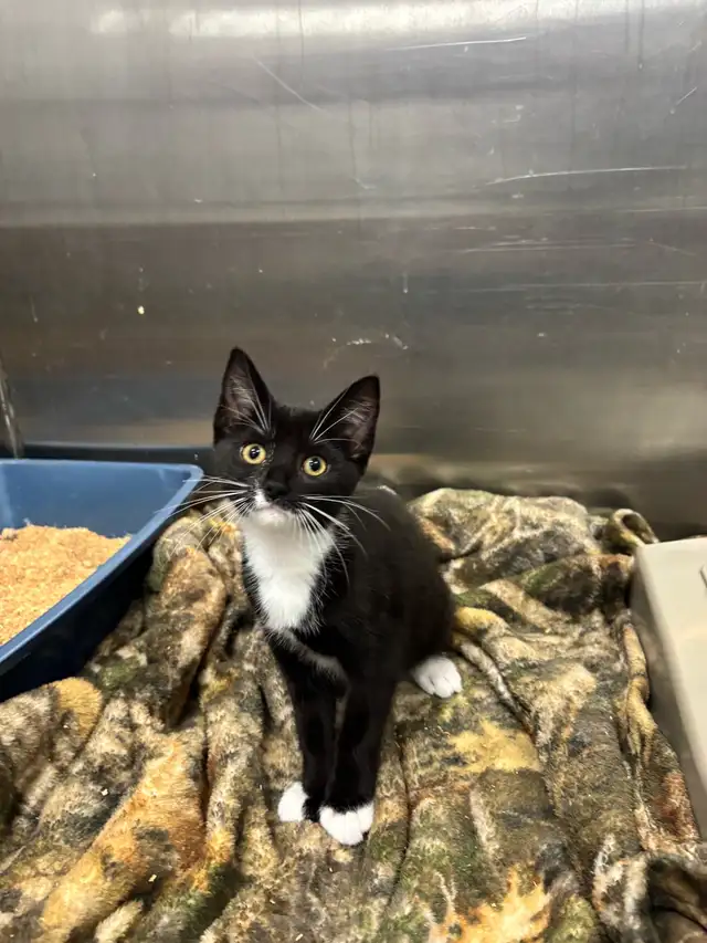 Kittens for Adoption