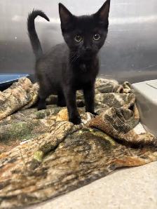 Kittens for Adoption - Photo 2