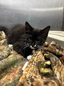 Kittens for Adoption - Photo 3