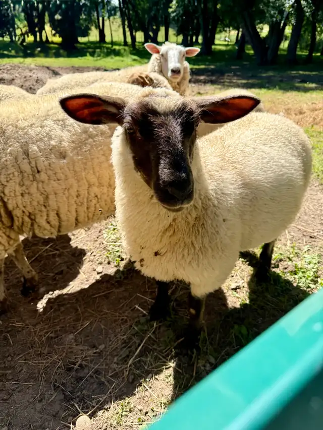 Ewe Lambs