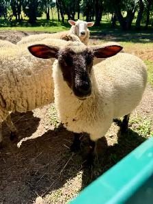 Ewe Lambs