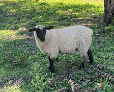 Ewe Lambs - Photo 2