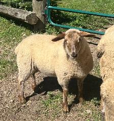 Ewe Lambs - Photo 3