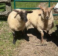 Ewe Lambs - Photo 4