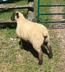 Ewe Lambs - Photo 5