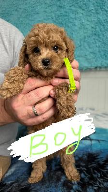 Home-Raised Toy Poodle Puppies | Vet Checked   Complete S