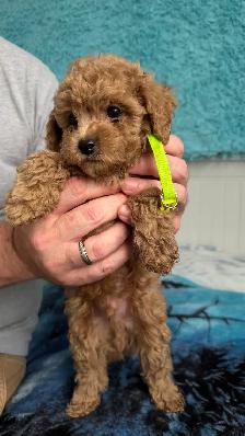 Home-Raised Toy Poodle Puppies | Vet Checked   Complete S - Photo 2