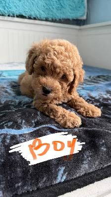 Home-Raised Toy Poodle Puppies | Vet Checked   Complete S - Photo 3