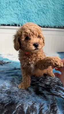Home-Raised Toy Poodle Puppies | Vet Checked   Complete S - Photo 4