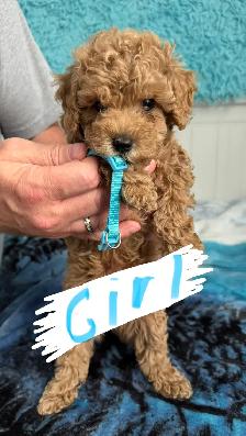 Home-Raised Toy Poodle Puppies | Vet Checked   Complete S - Photo 5
