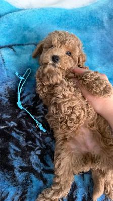 Home-Raised Toy Poodle Puppies | Vet Checked   Complete S - Photo 6