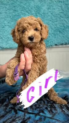 Home-Raised Toy Poodle Puppies | Vet Checked   Complete S - Photo 7