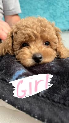 Home-Raised Toy Poodle Puppies | Vet Checked   Complete S - Photo 8