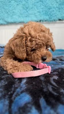 Home-Raised Toy Poodle Puppies | Vet Checked   Complete S - Photo 9
