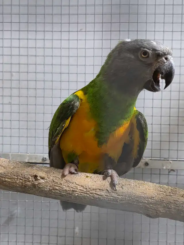 Senegal Pair