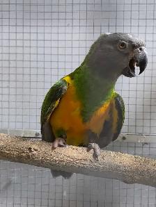 Senegal Pair