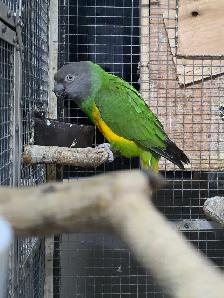 Senegal Pair - Photo 2