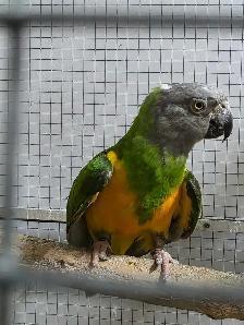 Senegal Pair - Photo 3