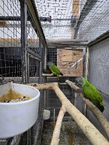 Senegal Pair - Photo 4